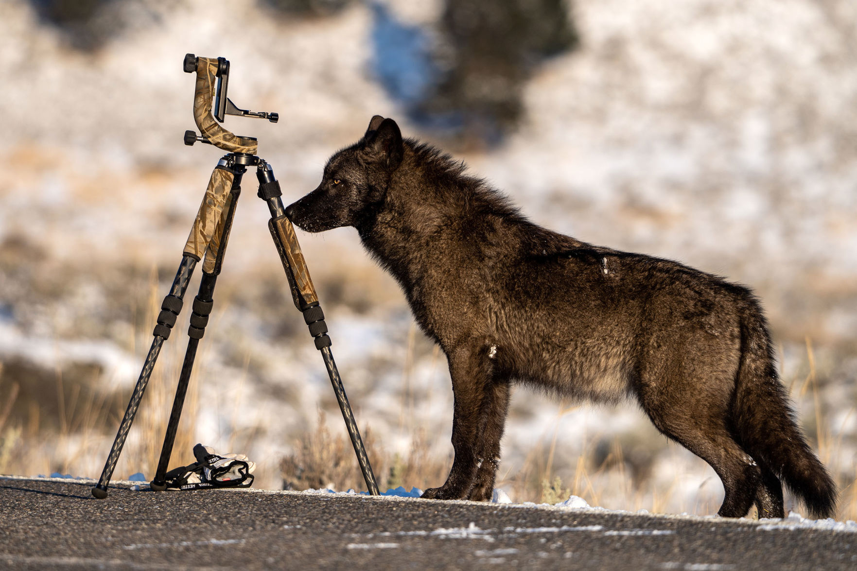 Habituated wolf